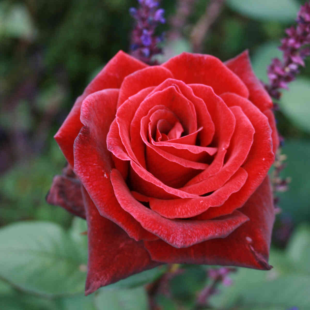 Rose 'Barkarole'