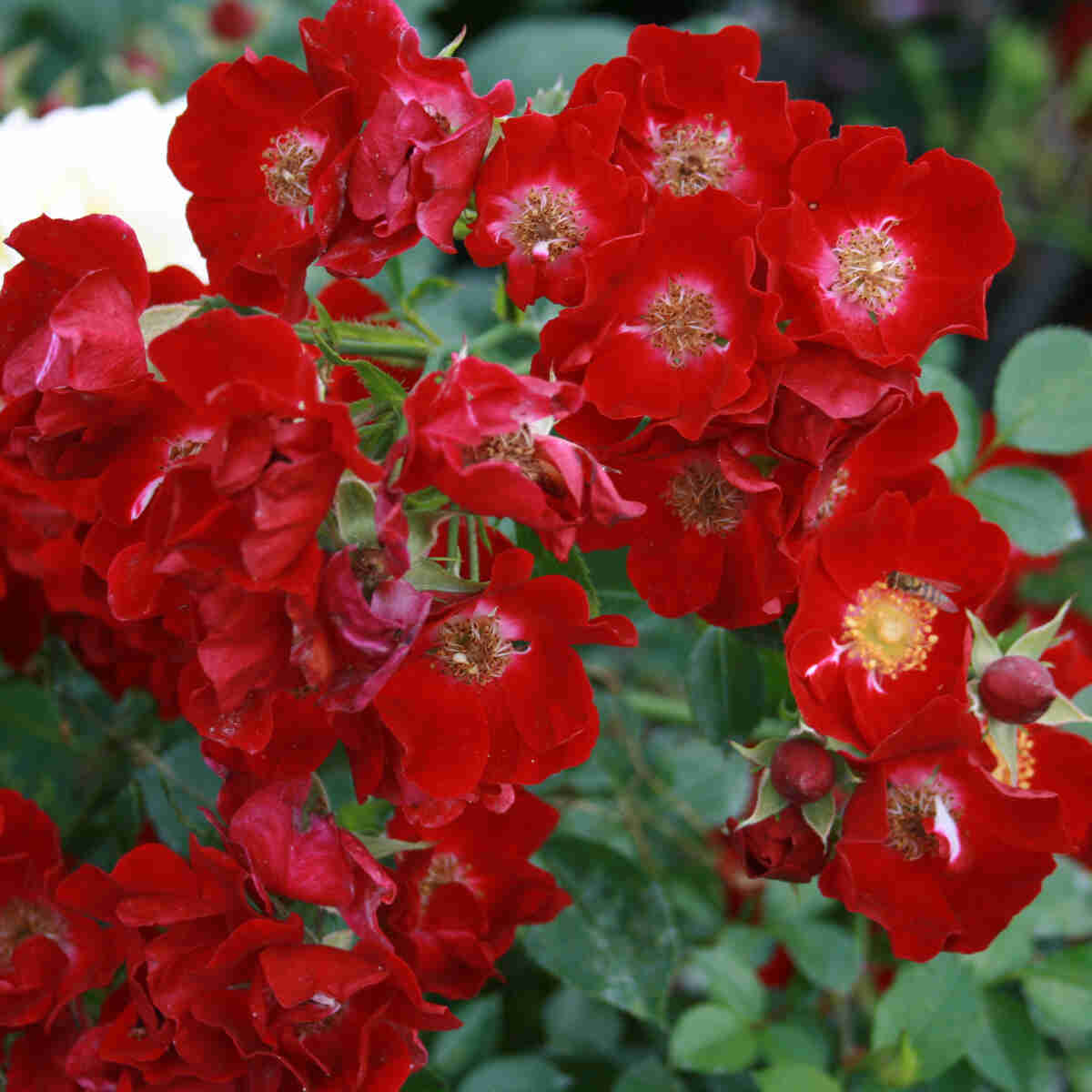 Bunddække Rose 'Bassino'