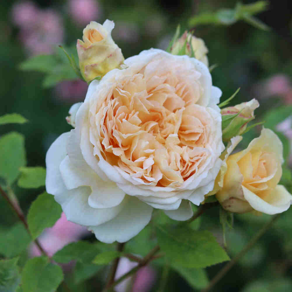 Rosa Bathsheba (Ausschimbley)