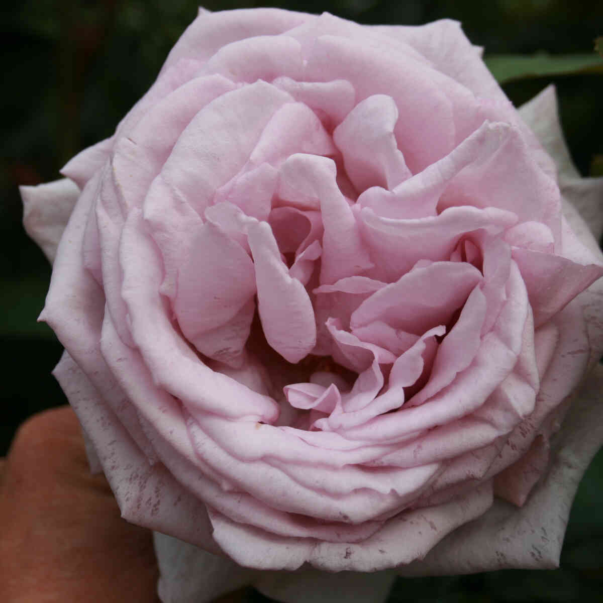 Rose 'Bering Renaissance'