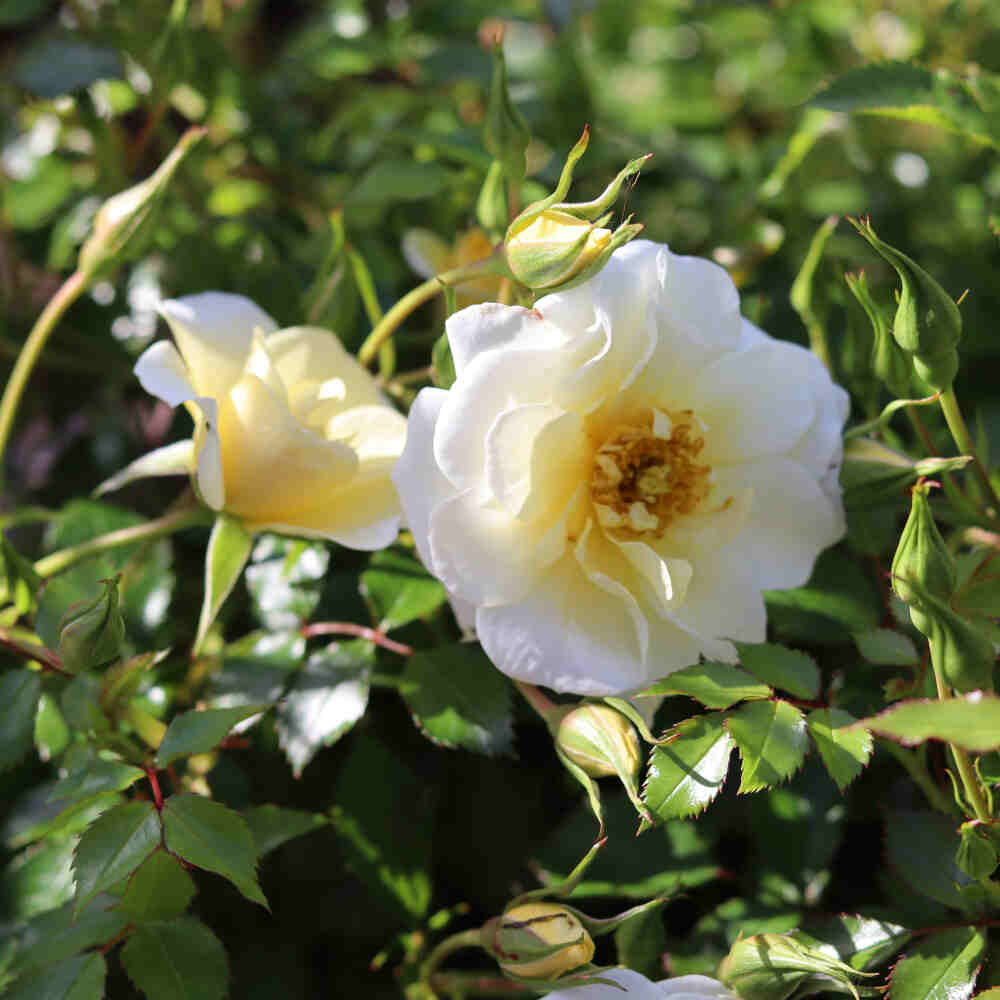 Rosa 'Bienenweide Ivory'