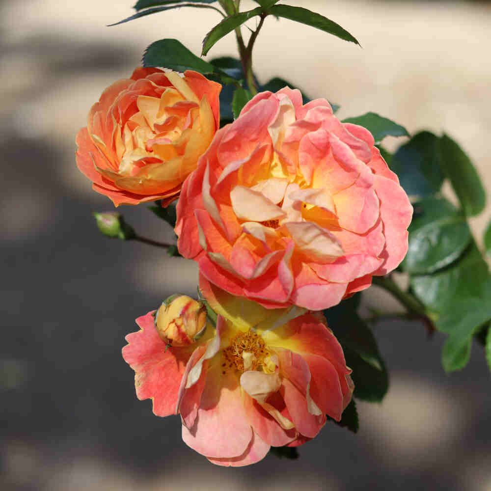 Rosa 'Bienenweide Mango'