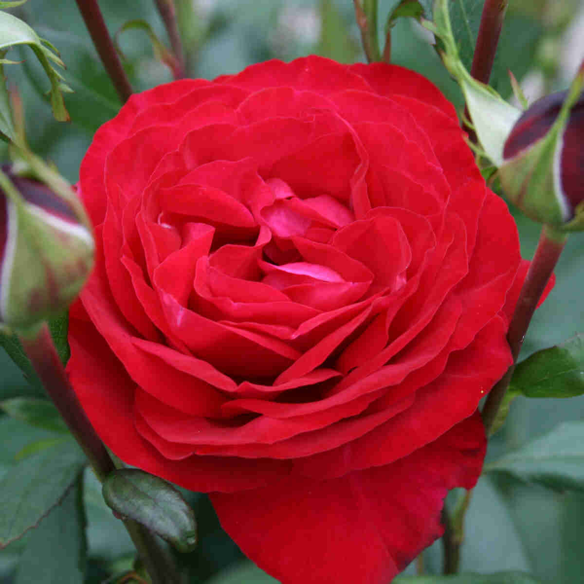 Rose 'Birthe Kjær Renaissance'