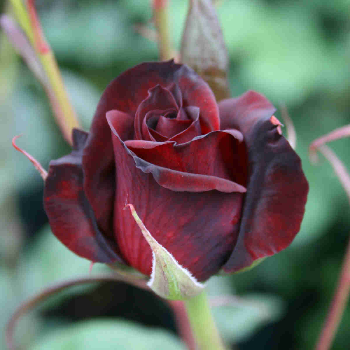 Rose 'Black Magic'