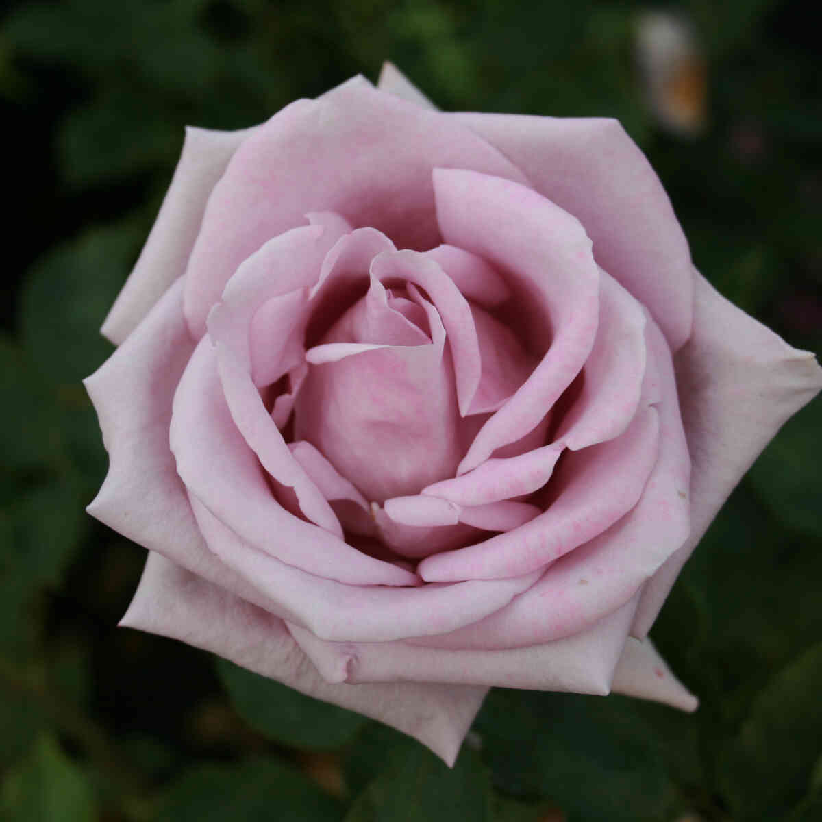 Rose 'Blue Moon'