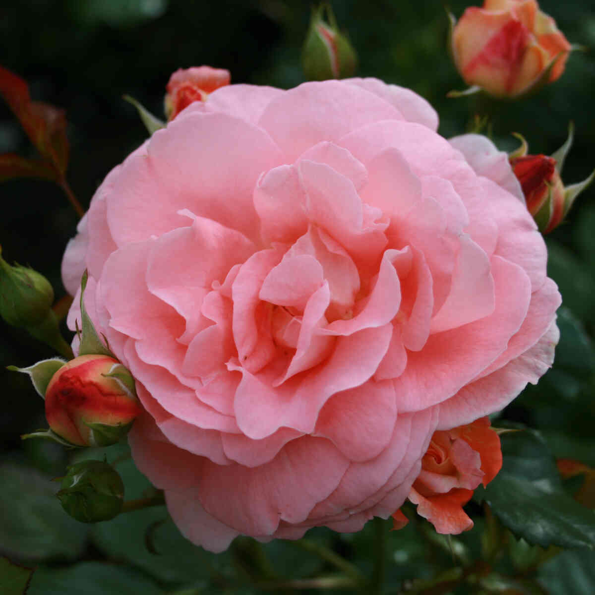 Rose 'Bonita Renaissance'