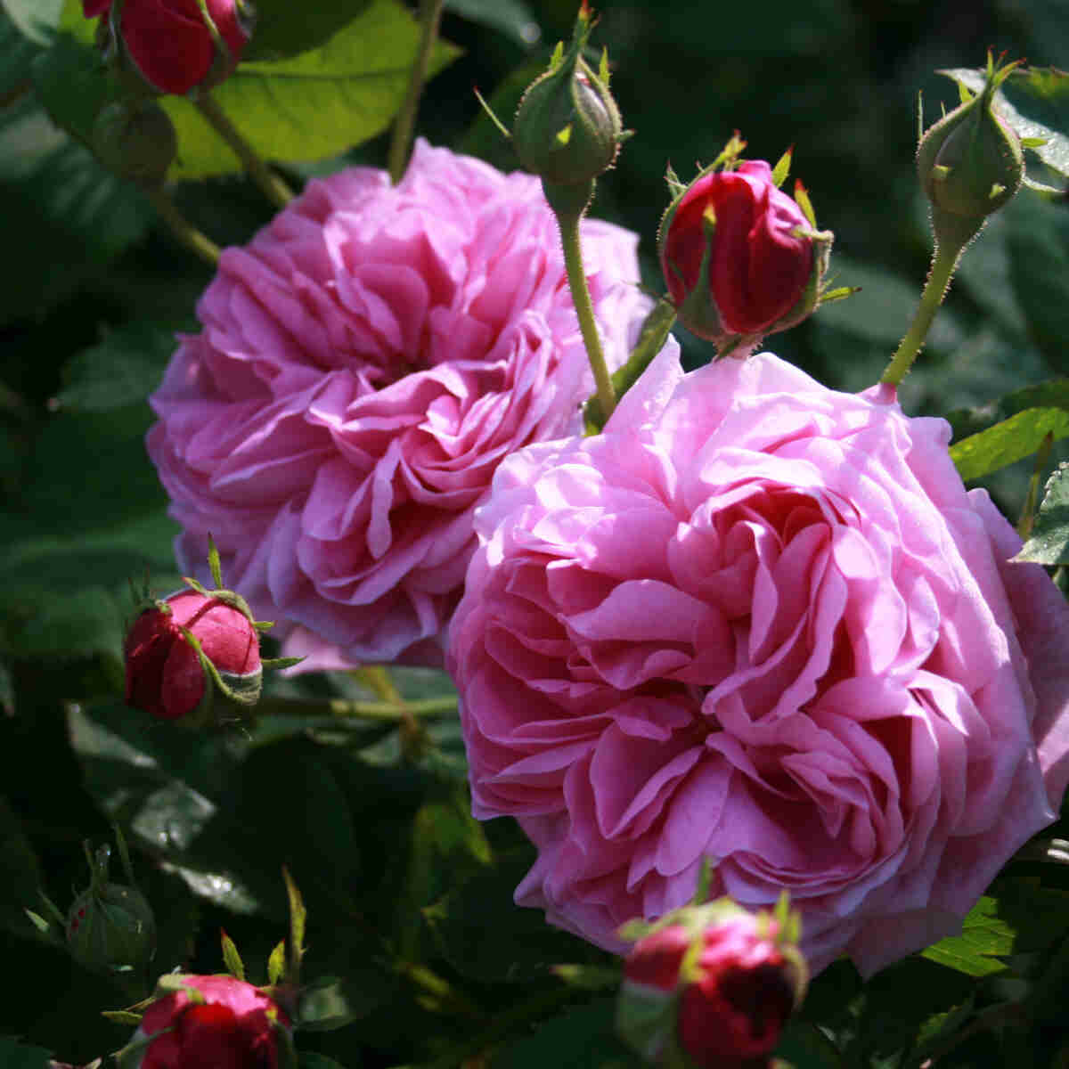 Bourbonrose 'Mme Isaac Pereire'