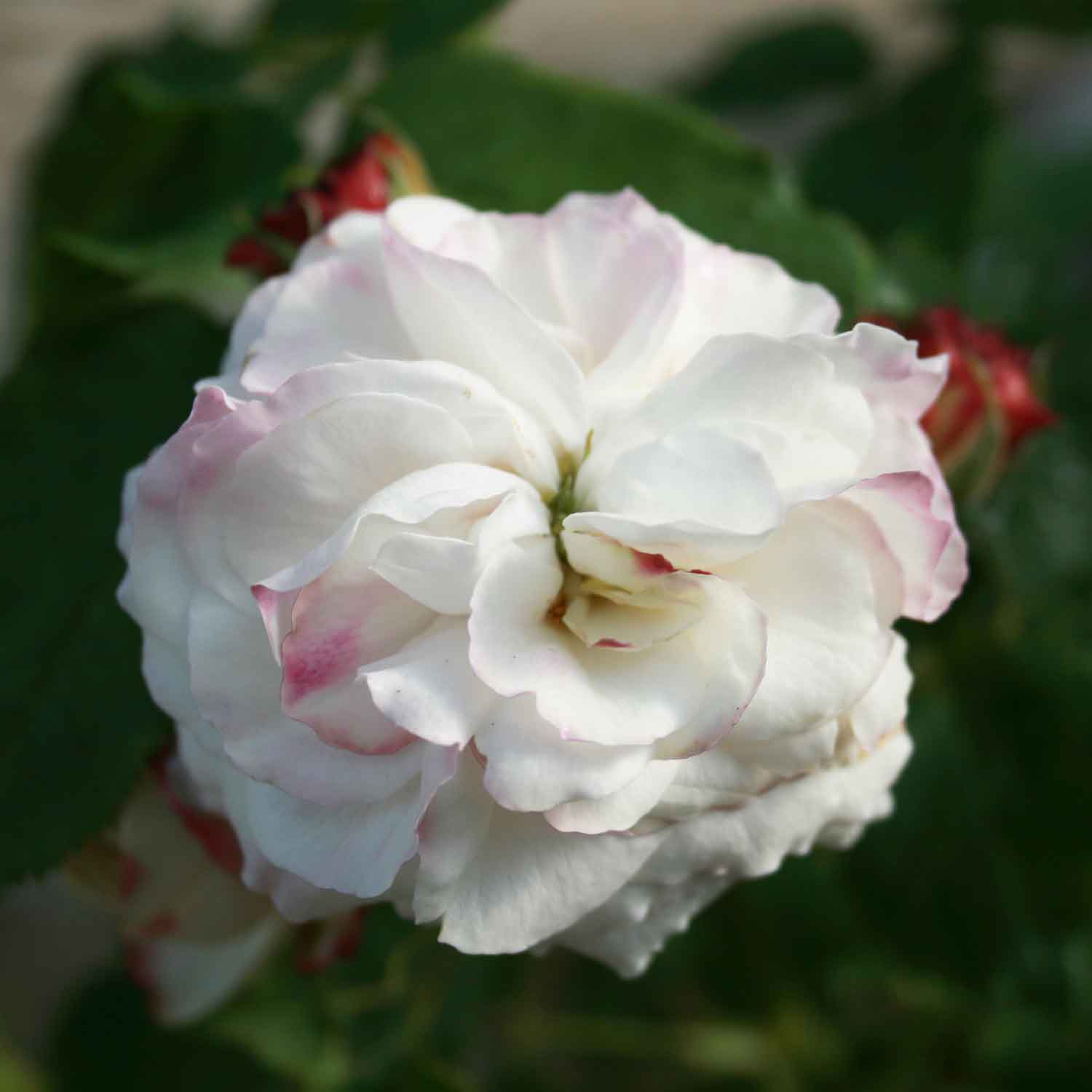 Bourbon rose 'Boule de Neige'