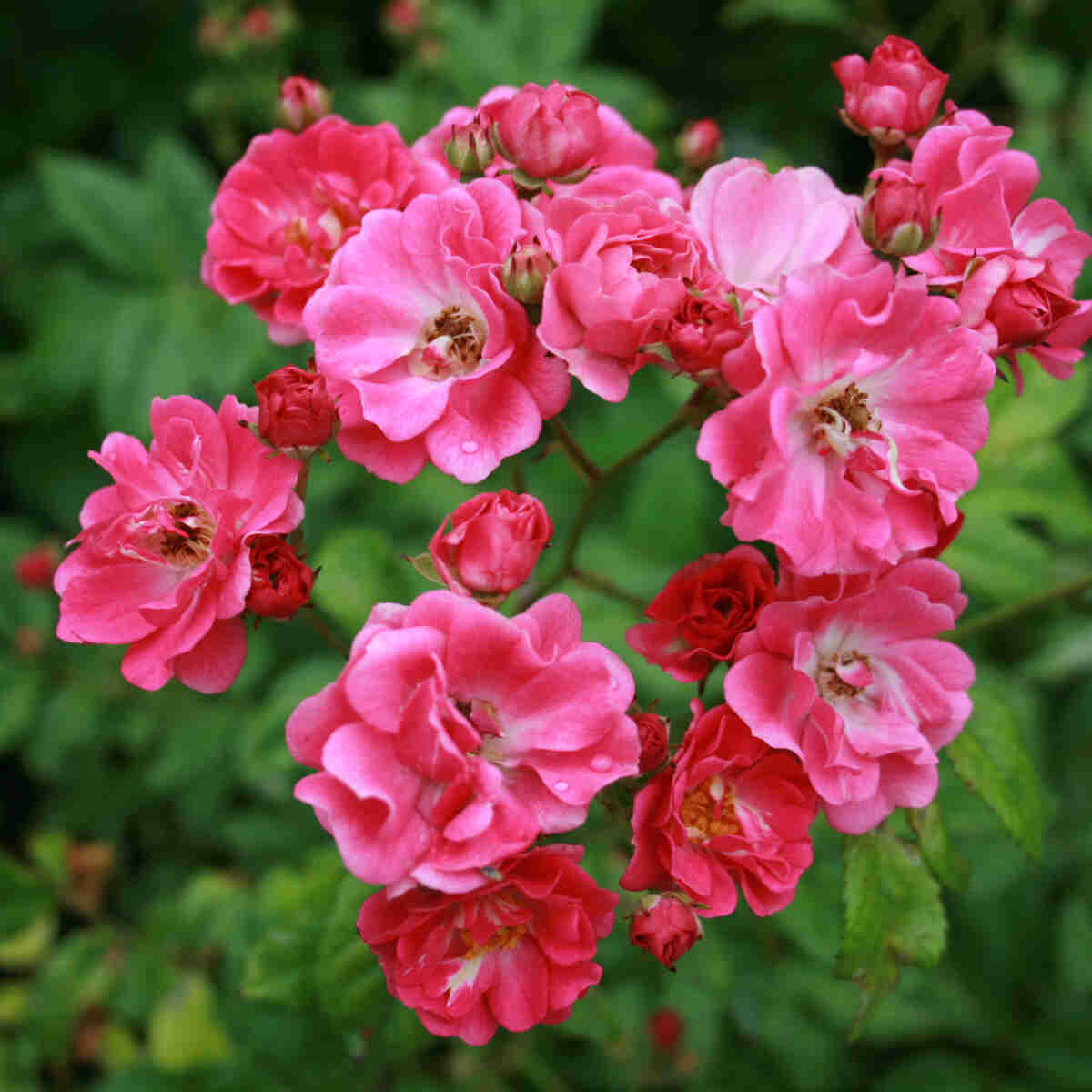 Climbing rose 'Brewood Belle'