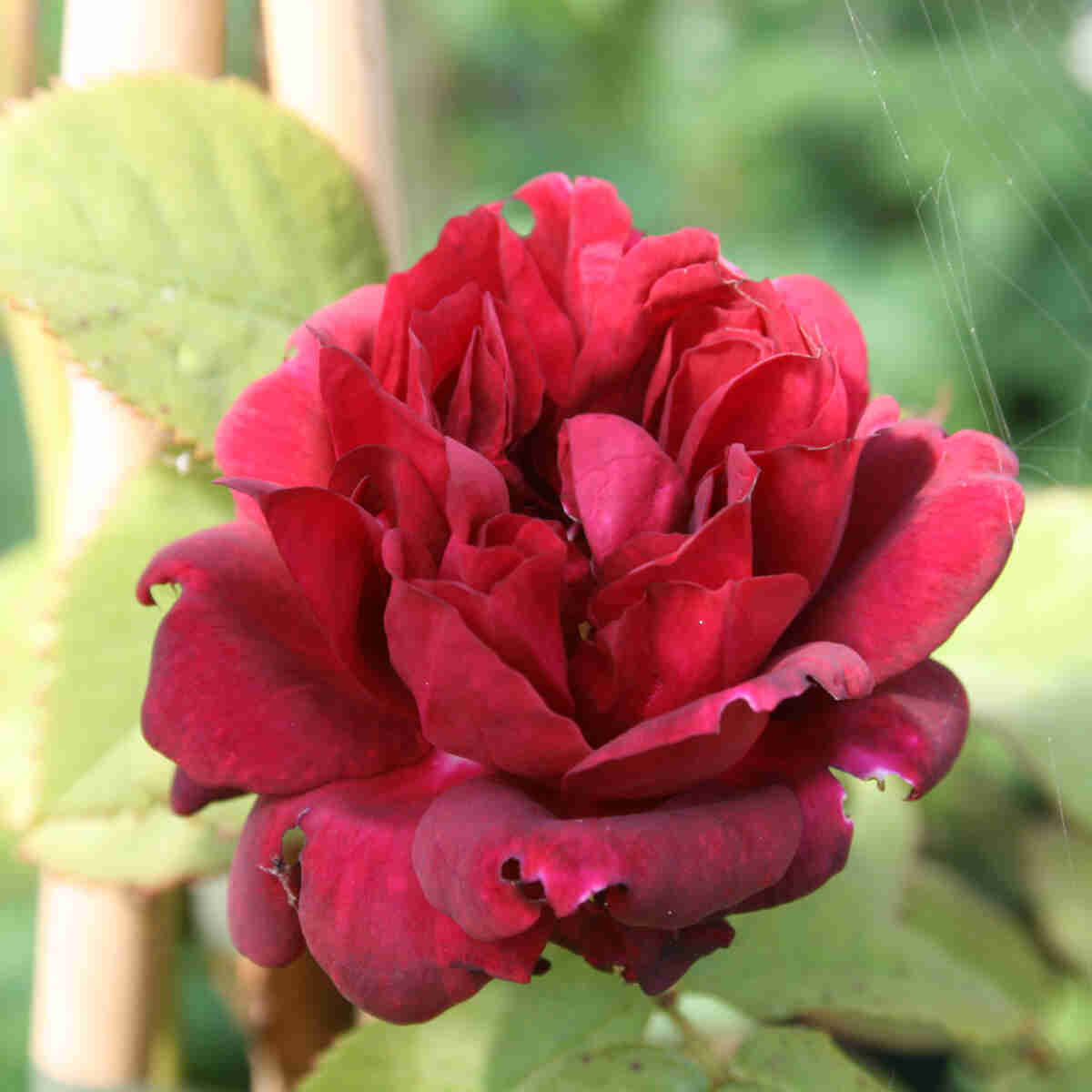 Climbing rose 'Burgundy Rambler'