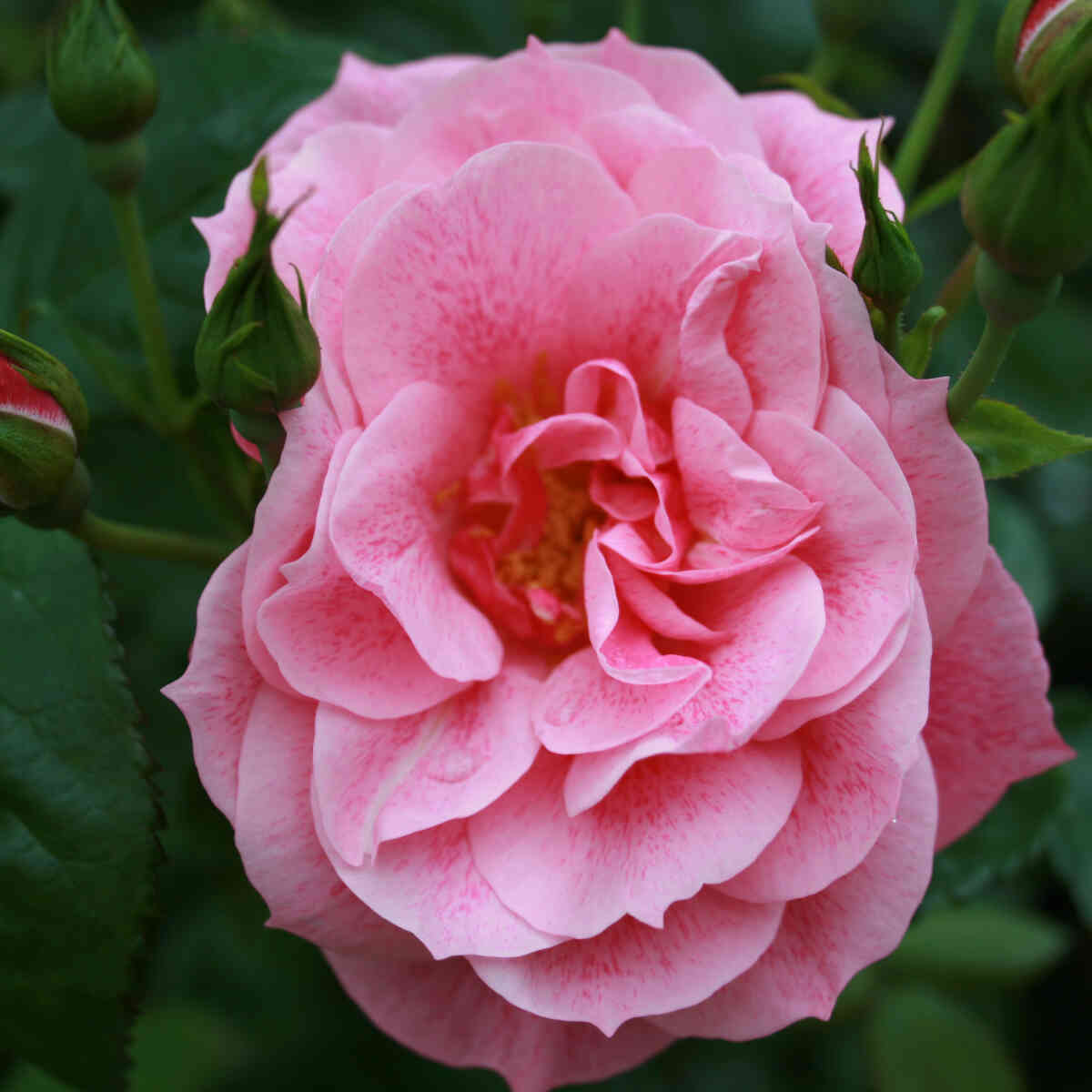 Climbing rose 'Camelot'