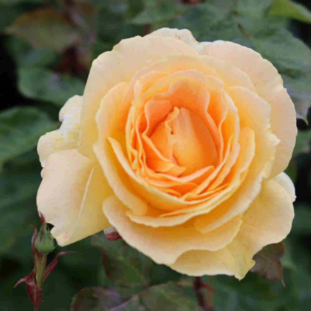 Rose "Candlelight"