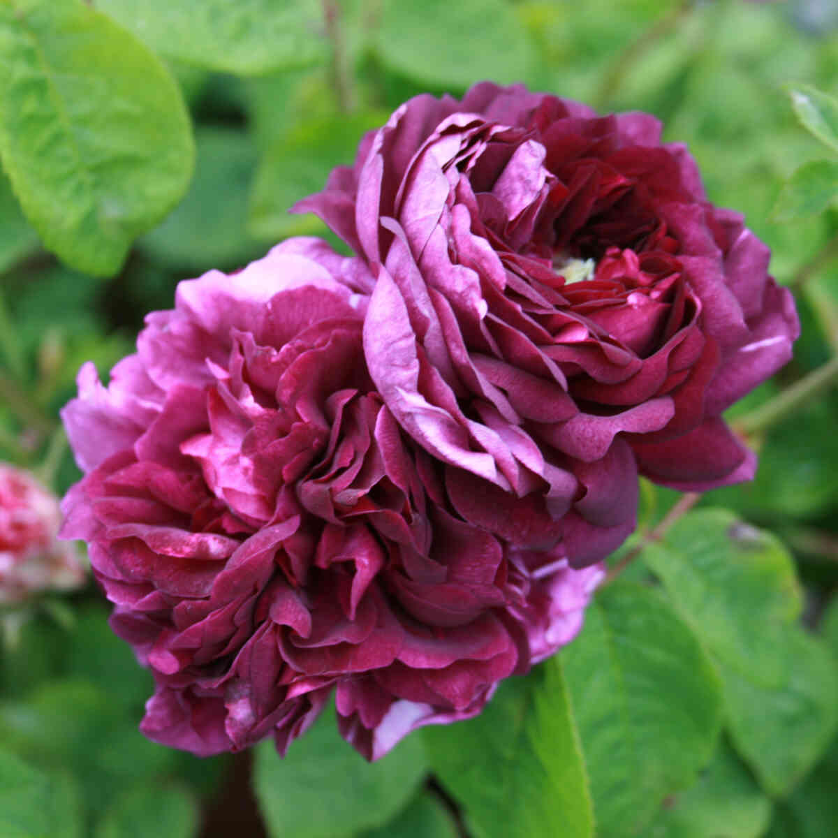 Rosa gallica 'Cardinal de Richelieu'