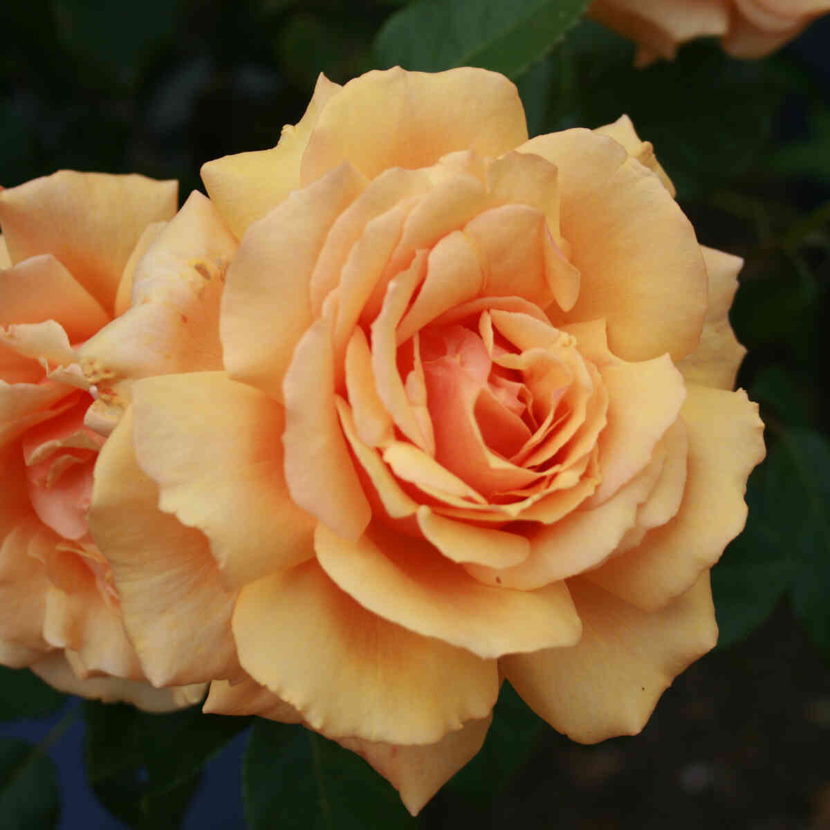 Rose 'Carl Nielsen'