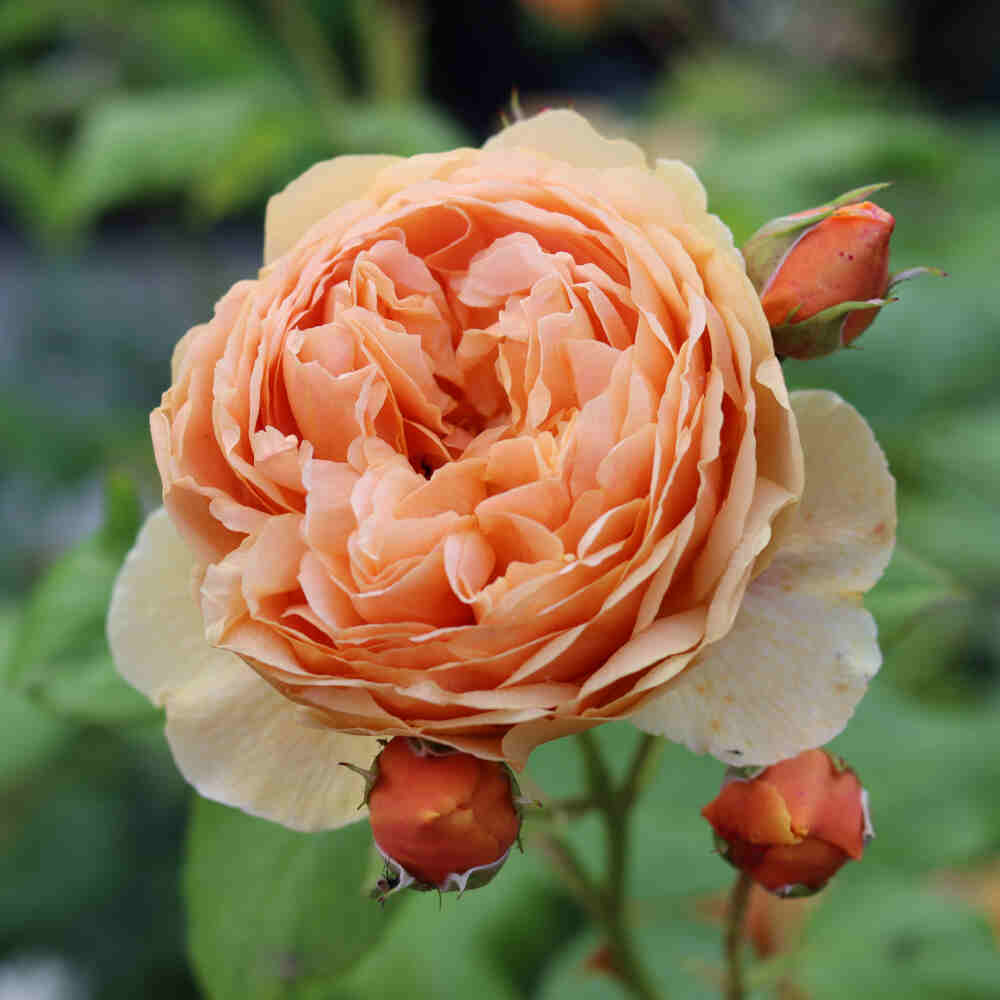 Rose 'Carolyn Knight' - (Austurner)