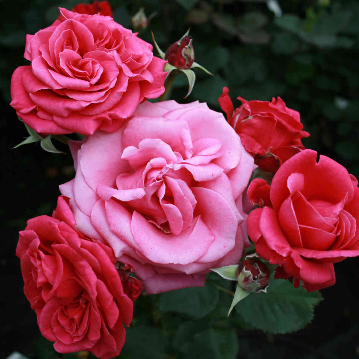 Rose 'Charisma'