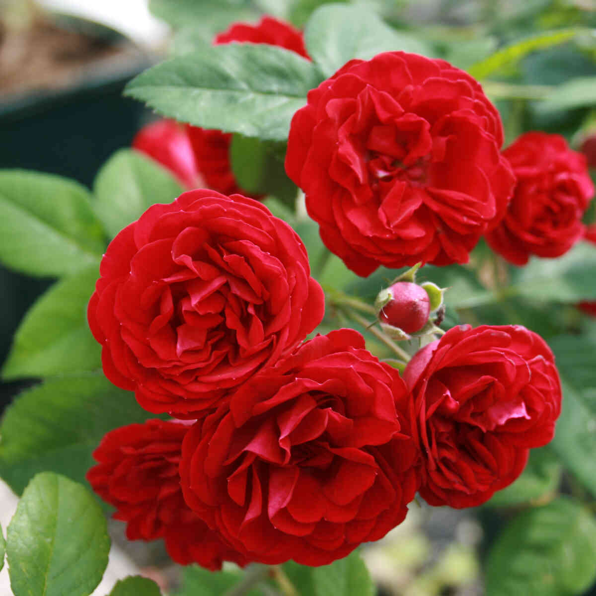 Rose soulieana 'Chevy Chase'