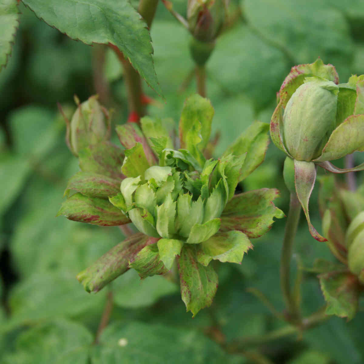 Den grønne rose - Rosa chinensis 'Viridiflora'