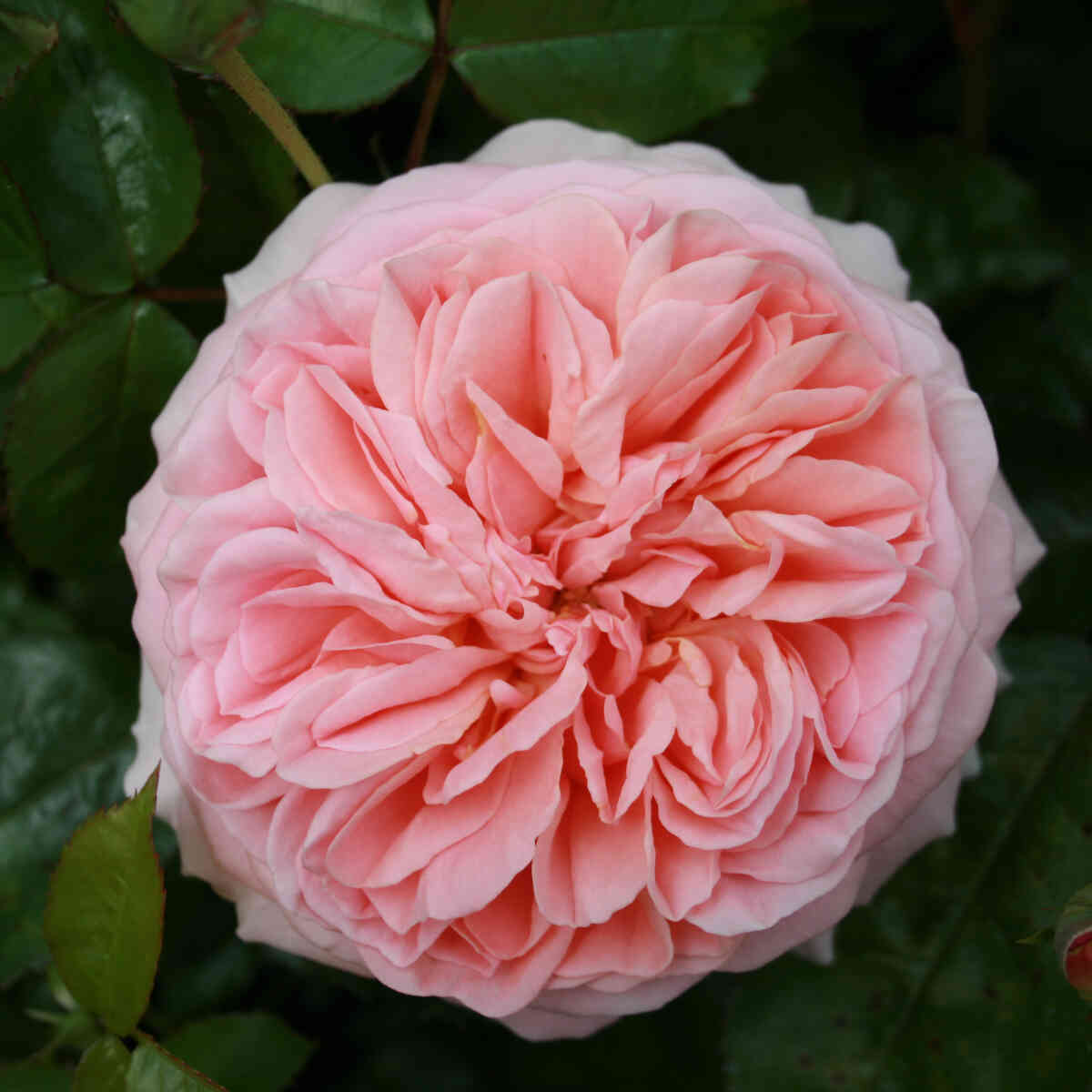 Rose 'Chippendale'