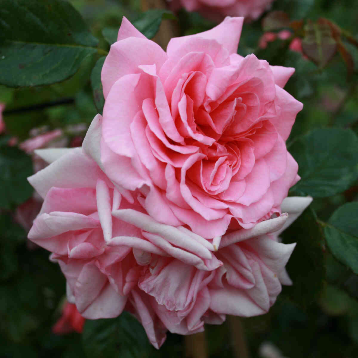 Climbing rose 'Cinderella'