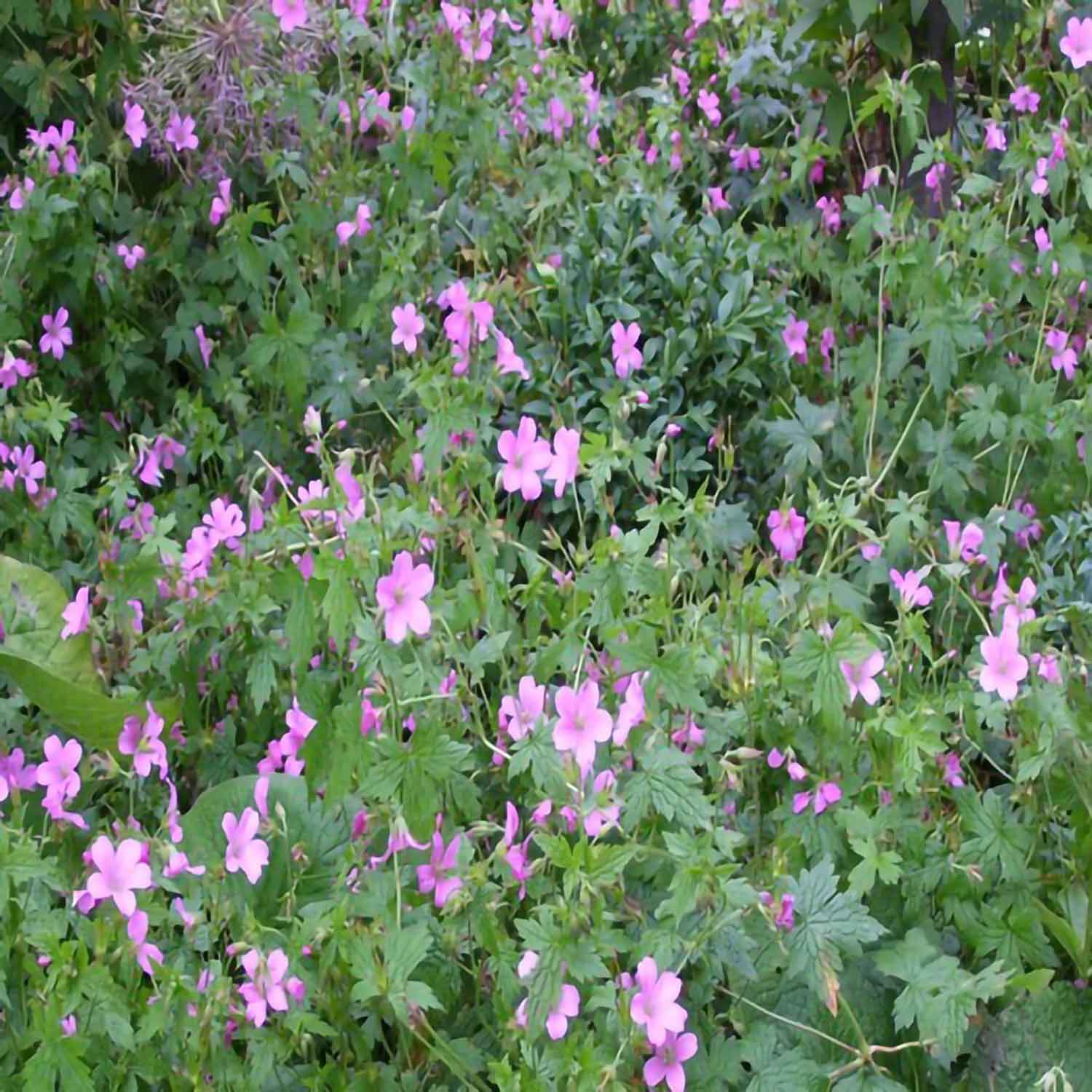 Geranium ox. 'Rose Clair' P9