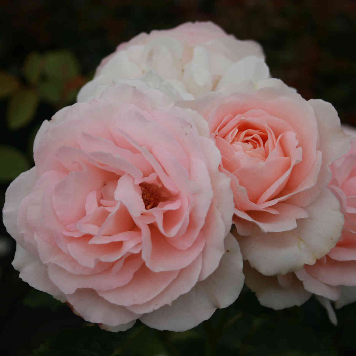 Rose 'Clair Renaissance'