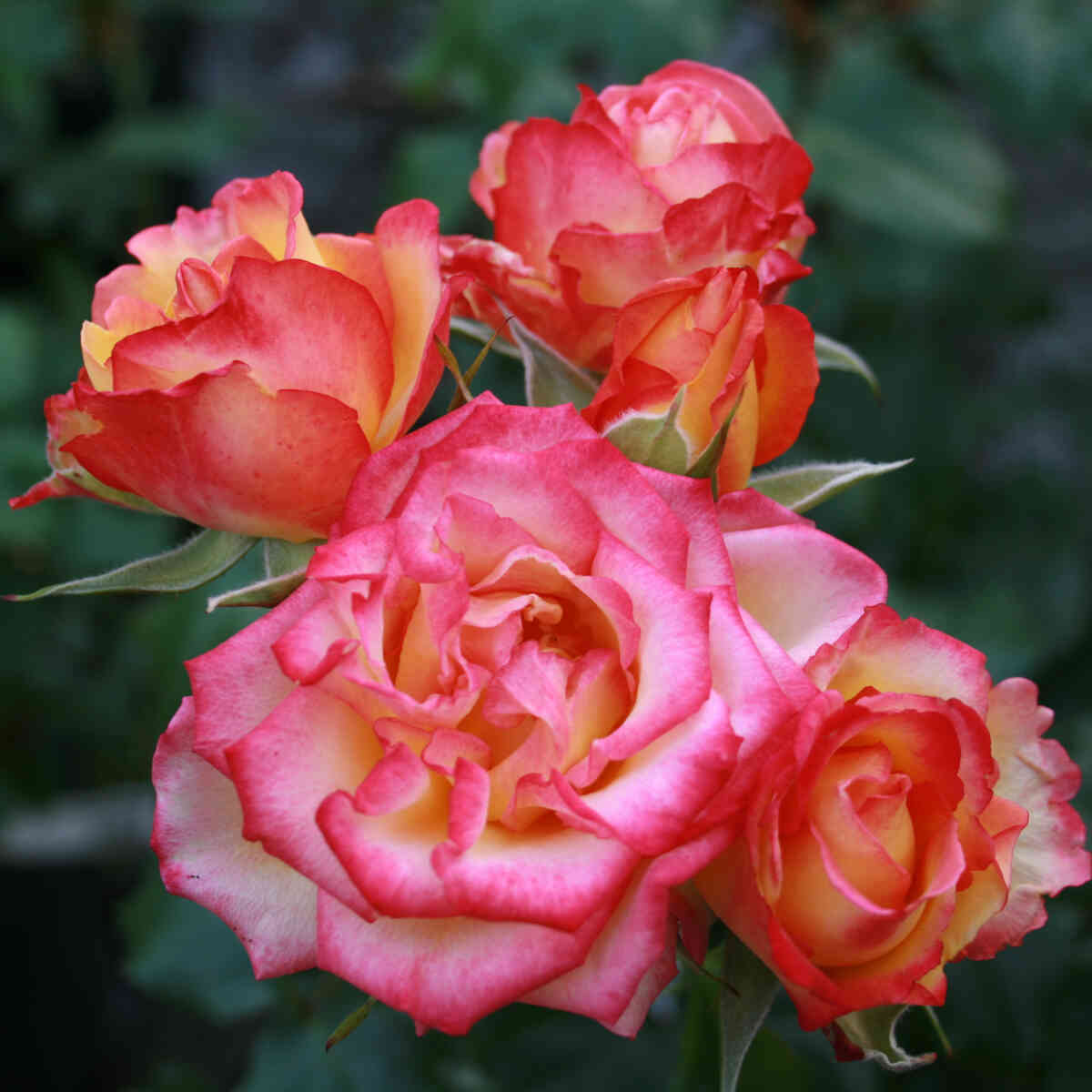 Rose "Komedi"