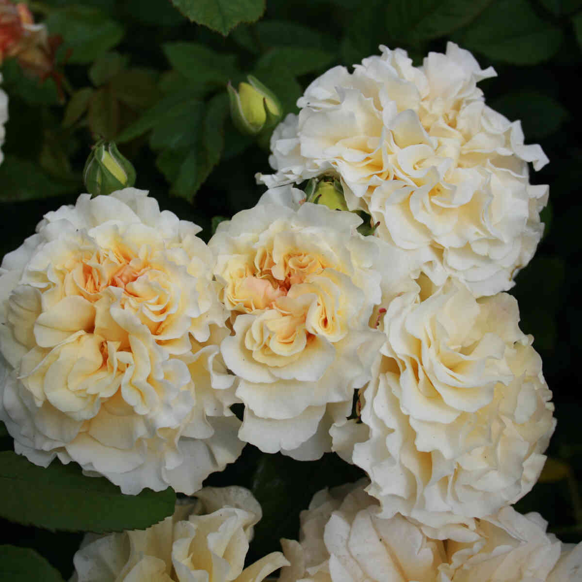 Rose 'Comtessa'