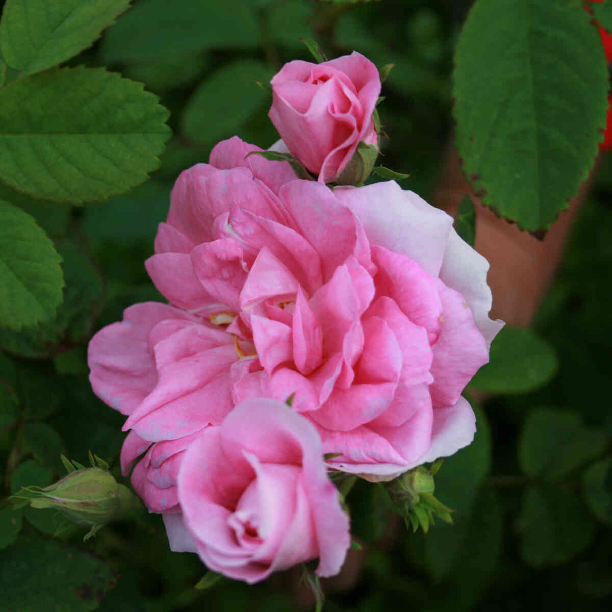 Mosrose - Rose 'Comtesse de Murinais'