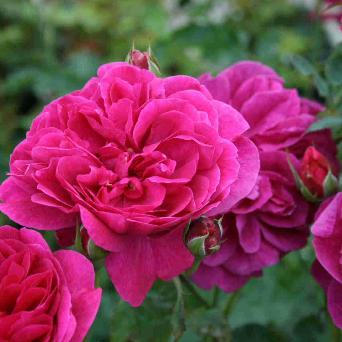 Rose 'Darcey Bussel' - (Ausdecorum)