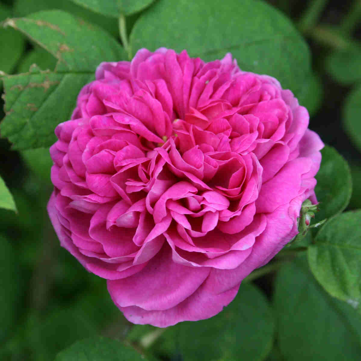 Historisk rose 'Rose de Rescht'