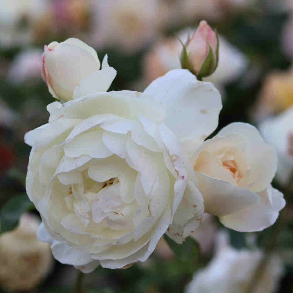 Rosa 'Desdemona' (Auskindling)