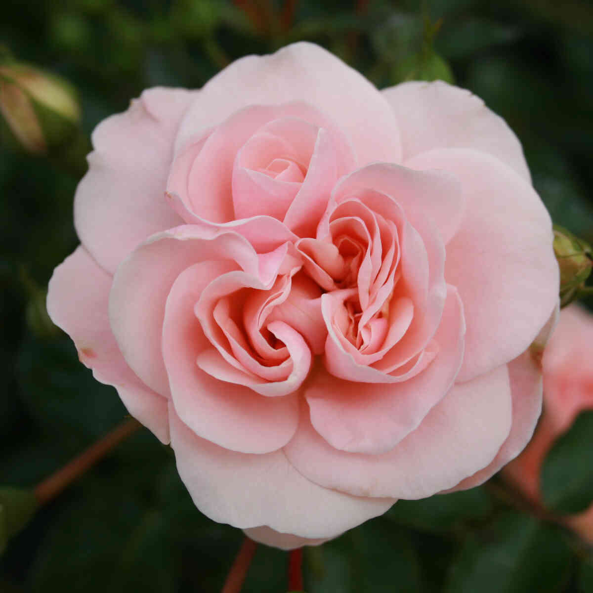 Rose 'Queen Margrethe'