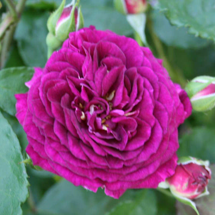 Rose 'Ebb Tide'