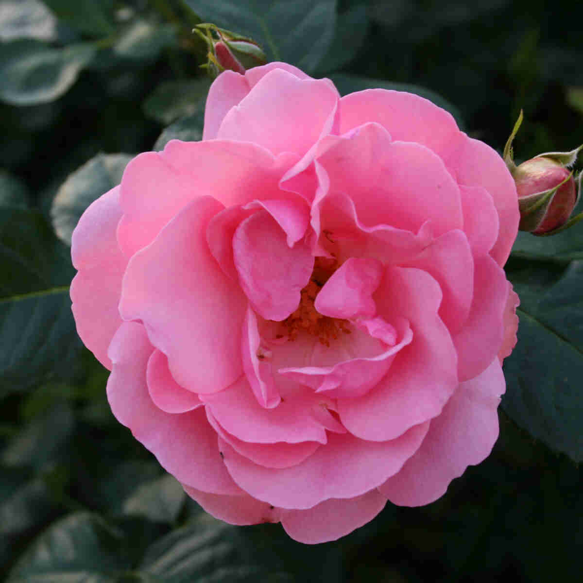 Rose 'Oak Forest'