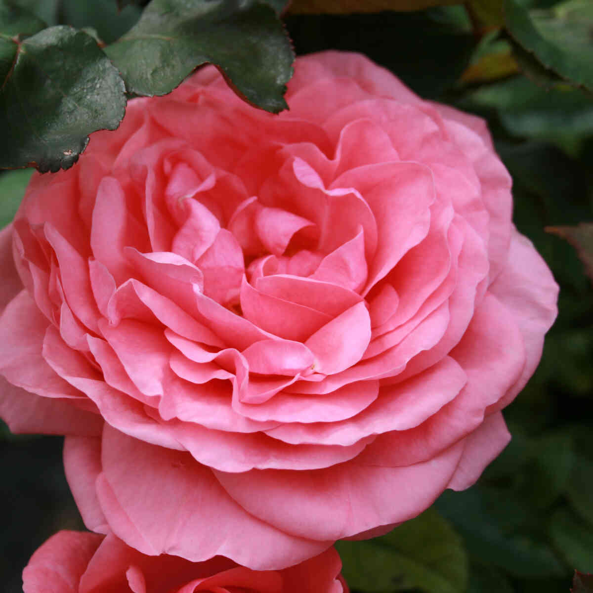 Rose 'Elaine Paige'