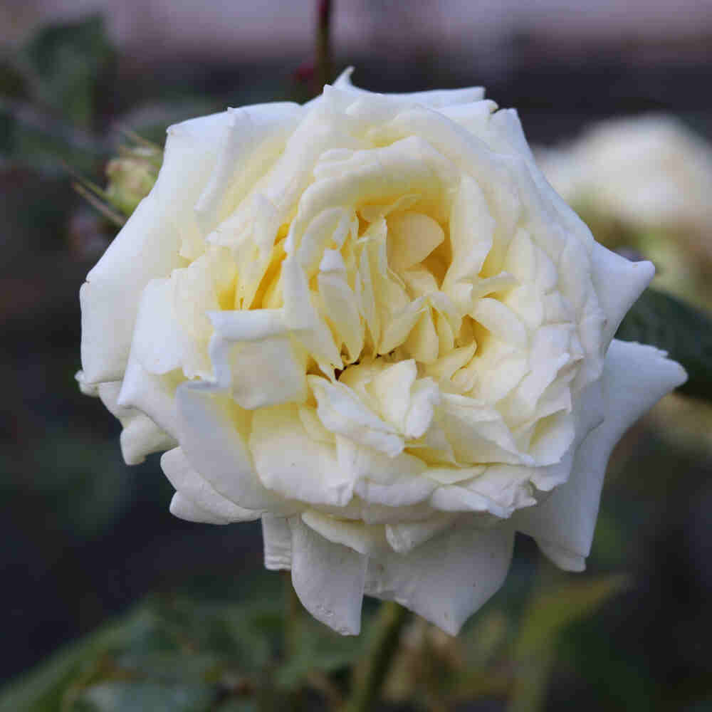 Climbing rose 'Elf'