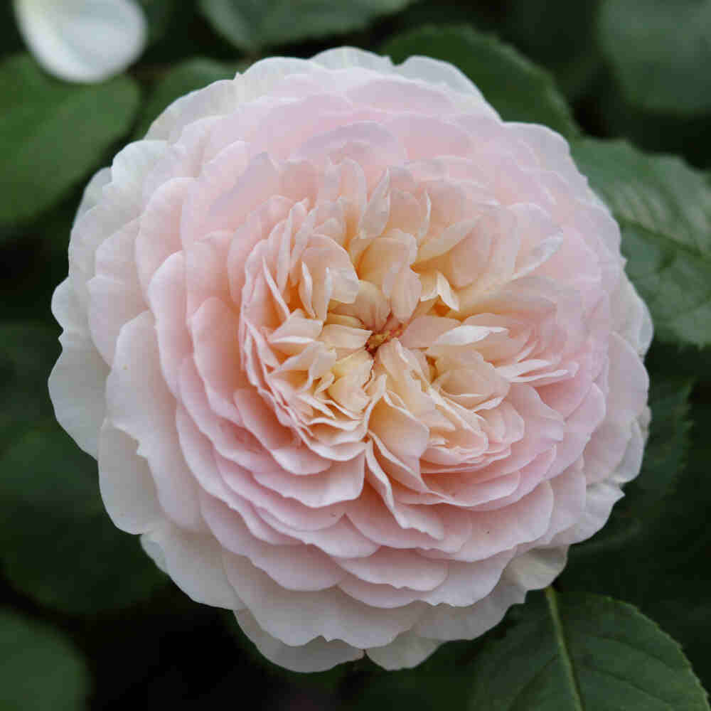 Rosa Emily Brontë (Ausearnshaw)