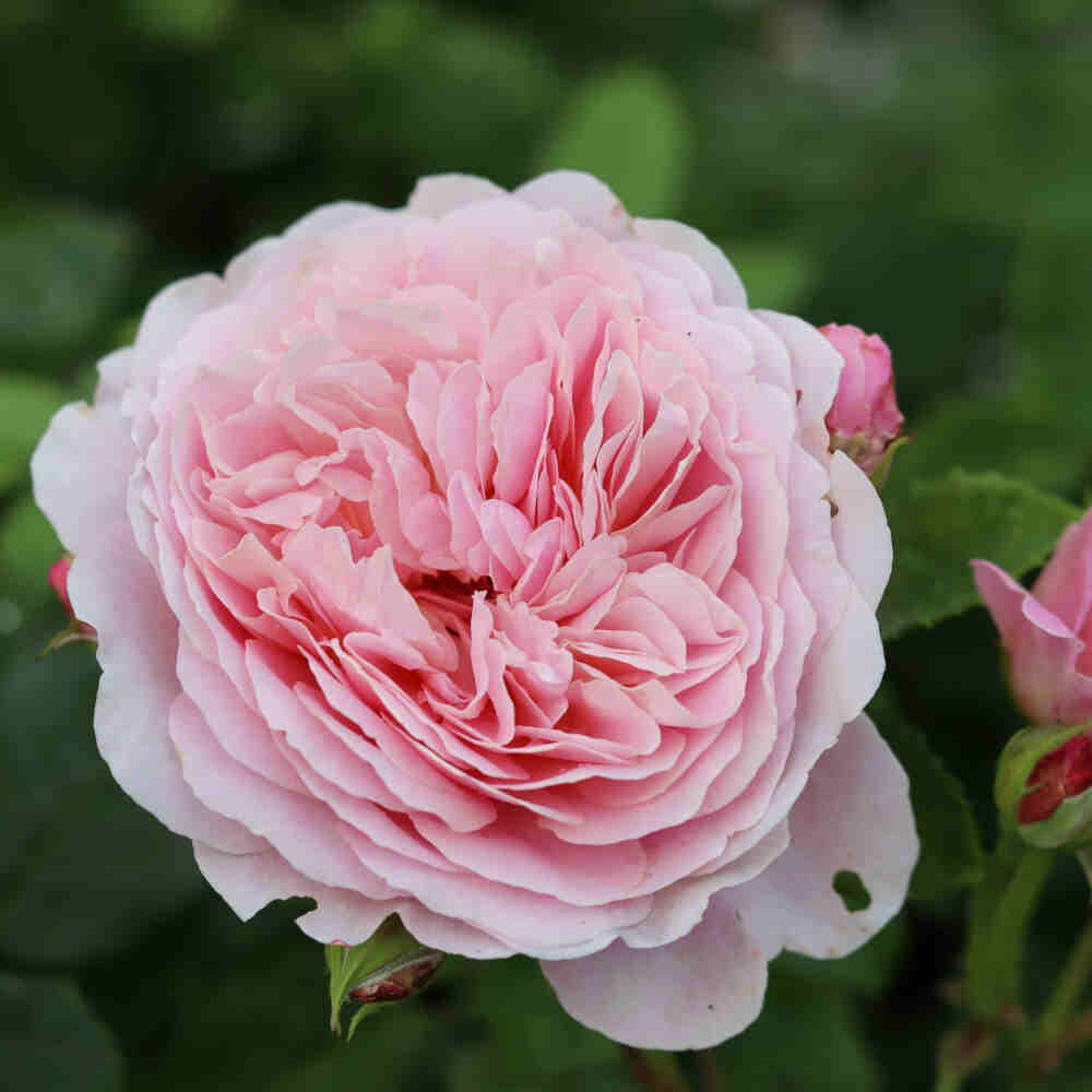 Rosa Eustacia Vye (Ausegdon)