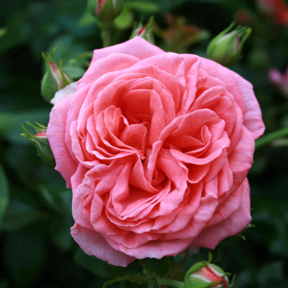 Rose 'Evelin'