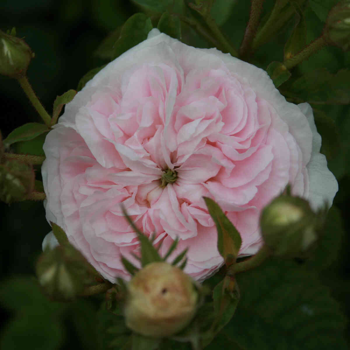 Rose alba 'Félicité Parmentier'