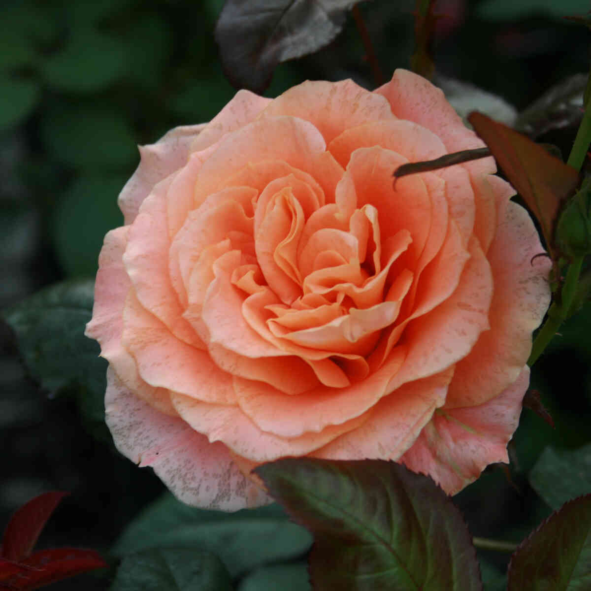 Rose 'Flora Danica'