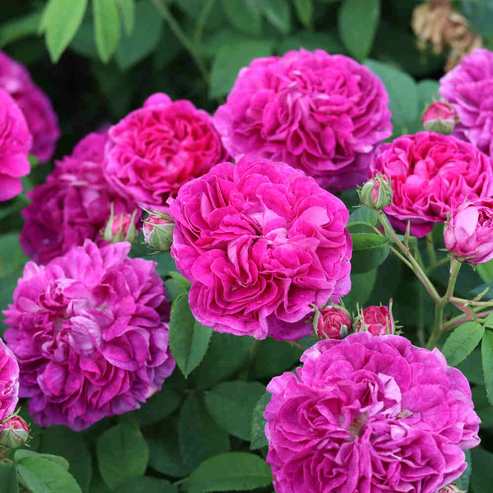 Rosa gallica 'Charles de Mills'