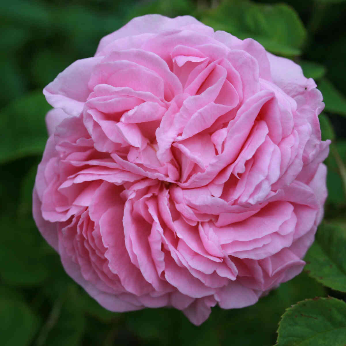 Rosa gallica 'Empress Josephine'