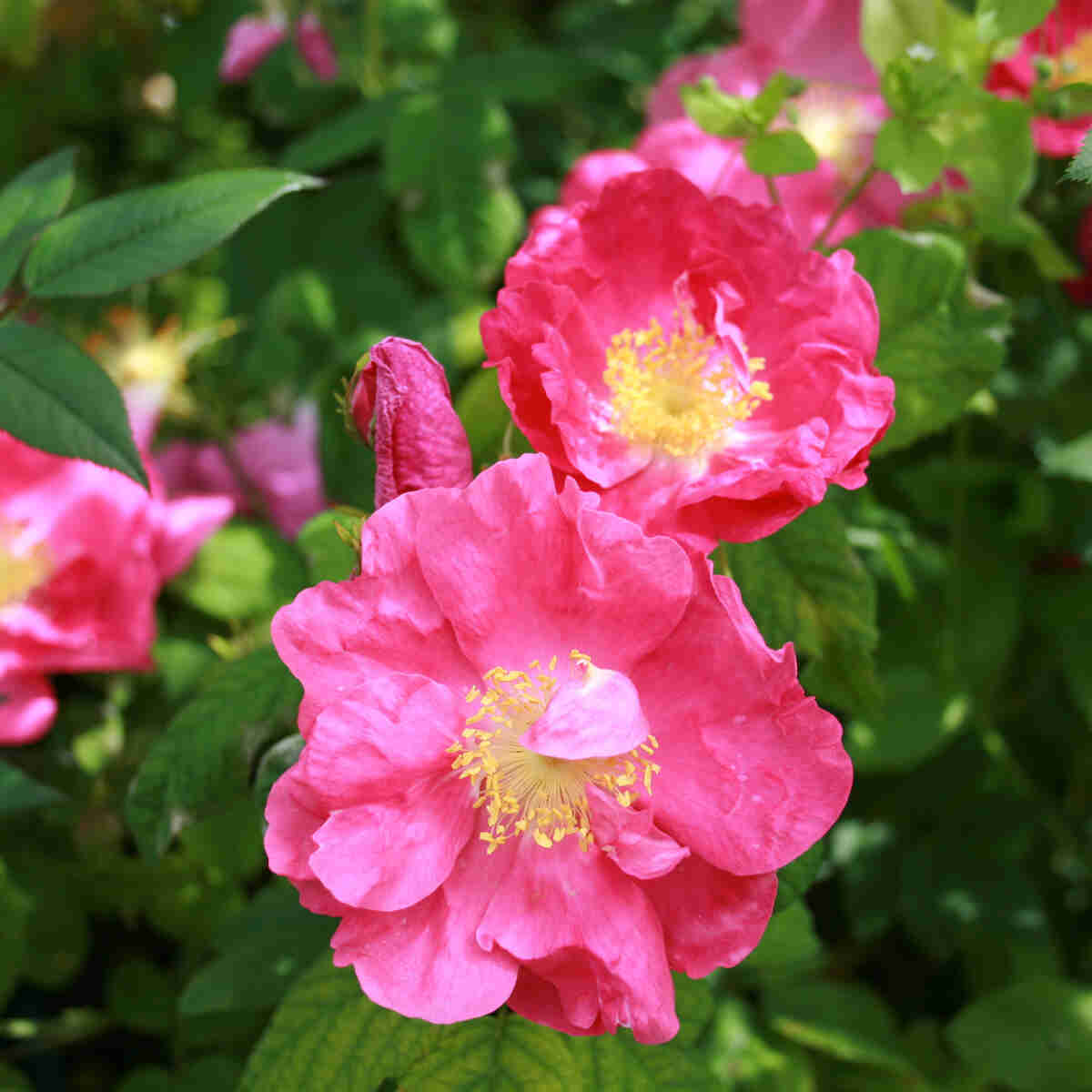 Rosa gallica 'Splendens' (Frankfurt)