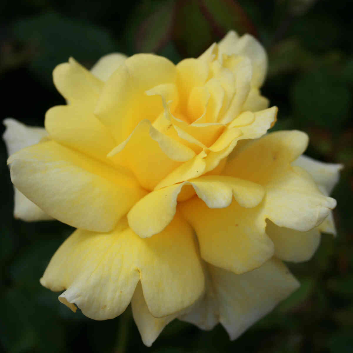 Rose 'Garden Princess'