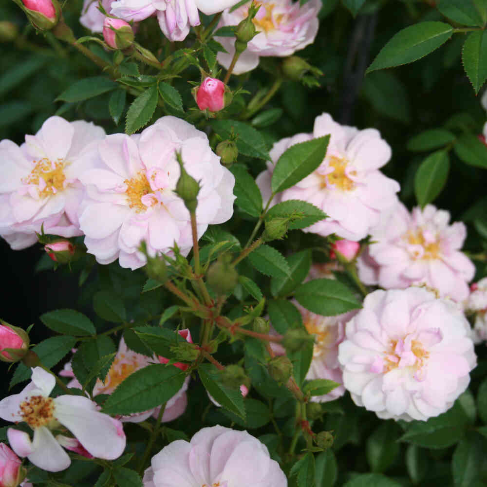 Bunddække Rose 'Gentle Cover'