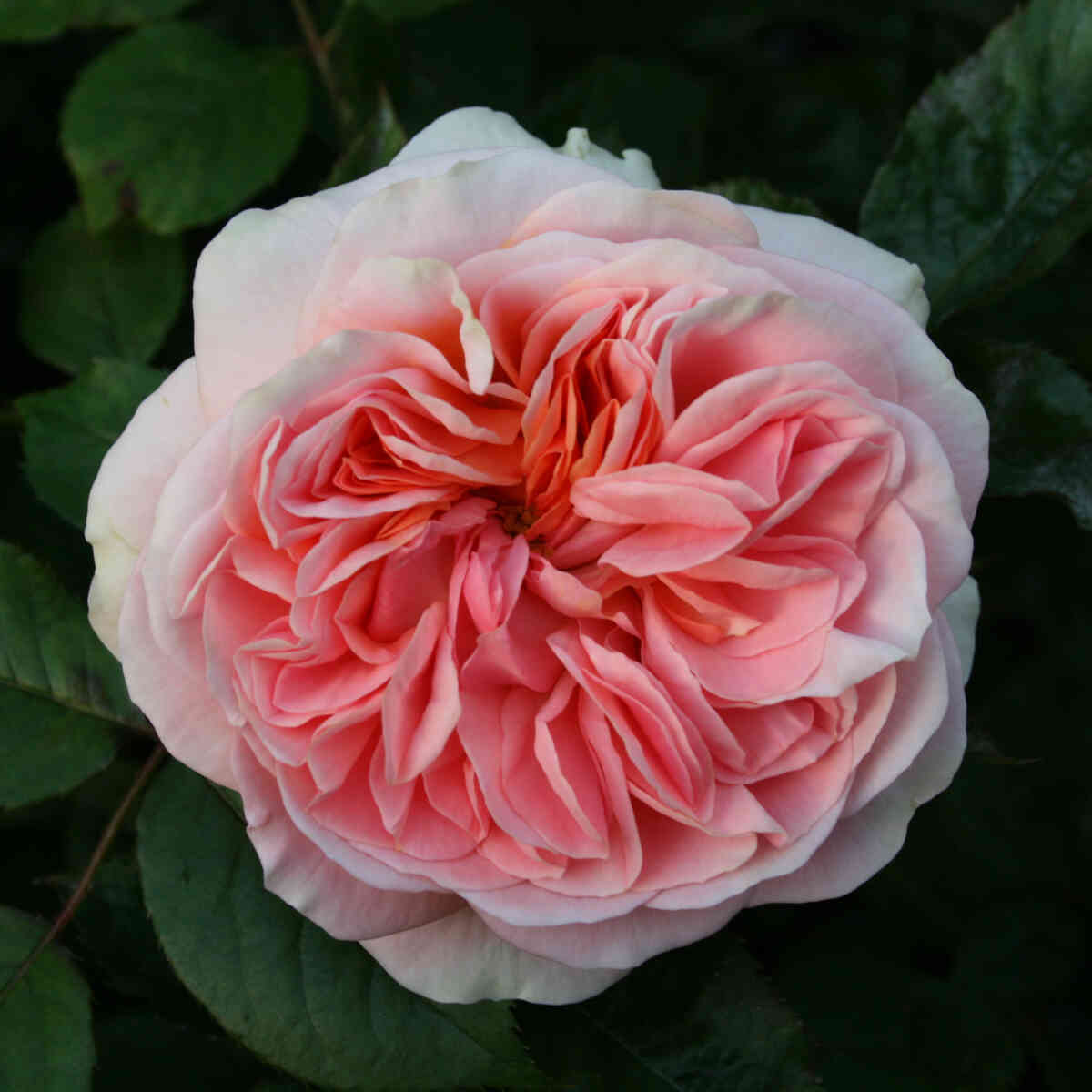 Rose 'Ghita Renaissance'