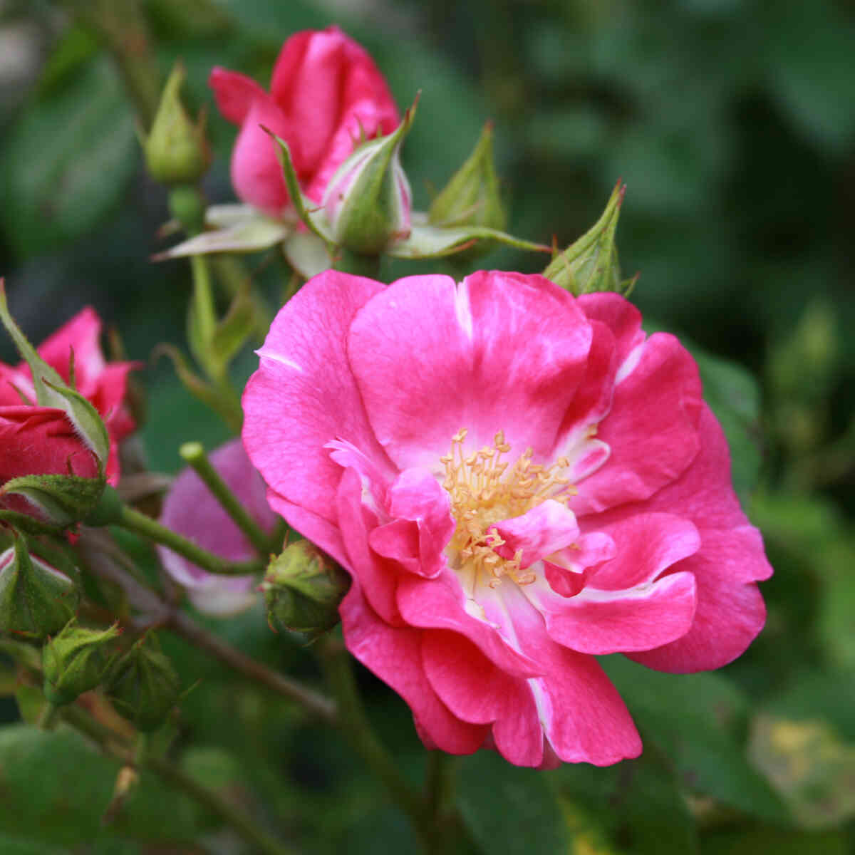 Rose 'Global Water'