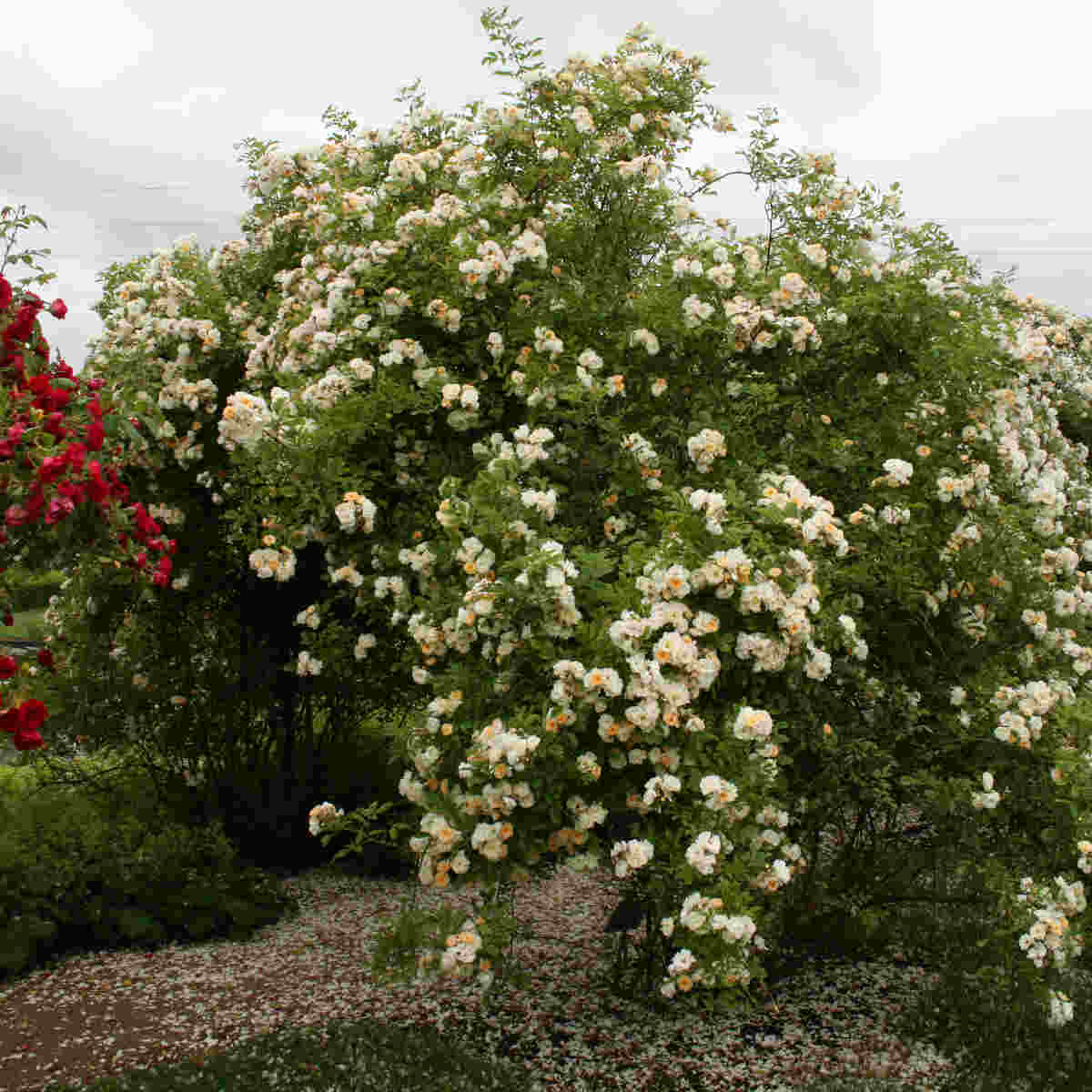 Climbing rose 'Goldfinch'